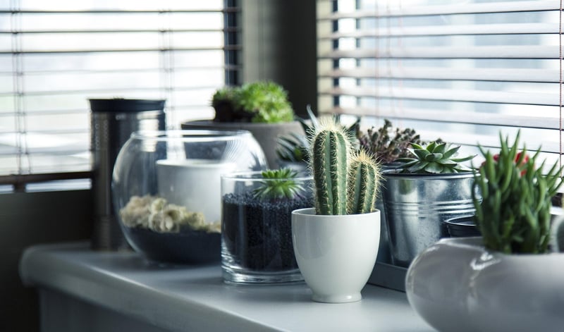 Magical Plant Pot Ideas